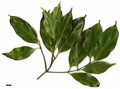 SpeciesSub: subsp. melanotricha